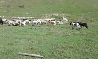 Imagem: SÍTIO com 22 alqueires EM CONCEIÇÃO DE