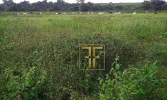 Imagem 5: Fazenda 1.000 Hectares, Gaúcha do Norte, MT