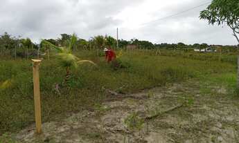Imagem 5: Lotes em barreiras de jacuruna