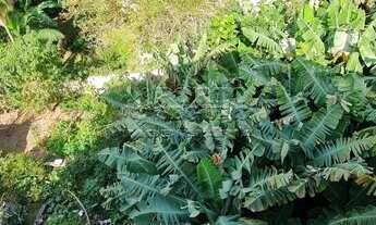 Imagem 3: FLORIANóPOLIS - Terreno Padrão - Coqueiros