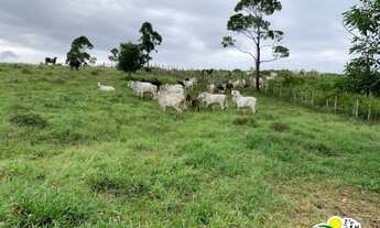 Imagem 2: Fazenda à Venda em Ubaitaba - Pecuária e Cacau no Sul da Bahia