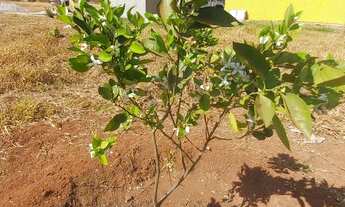 Imagem 4: Chácara INCRA 06 2ha - Brazlândia