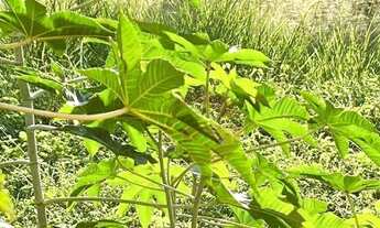 Imagem 3: Terreno à venda, 250 m² por R$ 450.000,00 - Butantã - São Paulo/SP