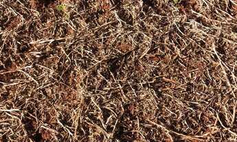 Imagem: Fazenda Anápolis 20 alqueires