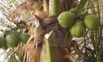 Imagem 3: Casa com 2 quartos à venda, 126 m² - Patrimônio Velho - Votuporanga/SP