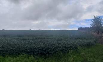 Imagem 5: 0portunidade: vendo excelente fazenda com 74 hectares, TERRA PARA PLANTIO DE SOJA