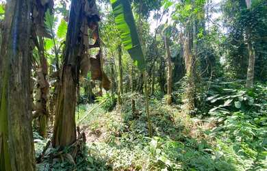 Imagem 4: LOTE PARA CONSTRUÇÃO IMEDIATA EM ITAMAMBUCA, LADO IMPAR