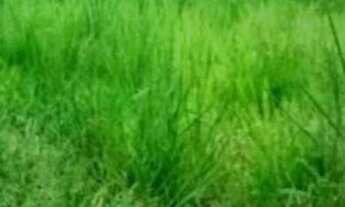 Imagem 2: LINDO TERRENO Terreno / lote com venda por R$968.000