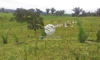 Imagem 7: Jaru - Sítio - 12 Alqueires