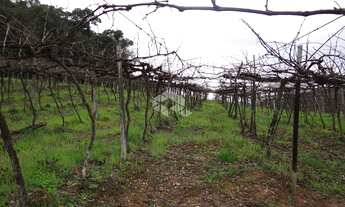 Imagem: VALE DOS VINHEDOS (BENTO GONçA - Chácara