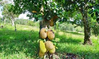 Imagem 4: Linda Chácara otima localização ( Willian Ricardo