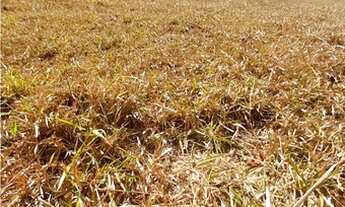 Imagem 3: Inhapim/MG Lote com área de 180,00m² no loteamento D. Zinha I