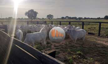 Imagem 3: Fazenda, 4000 hectares - venda por R$ 30.000.000 - Ribeirão Cascalheira/Mato Grosso