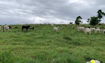 Imagem 4: Fazenda à Venda em Ubaitaba - Pecuária e Cacau no Sul da Bahia