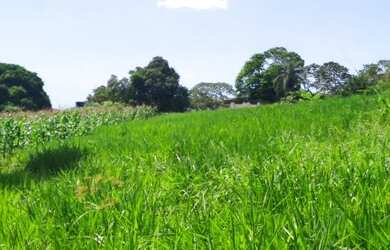 Imagem 5: Vendo terreno com 3 hectares, na BR 101, Igarassu PE