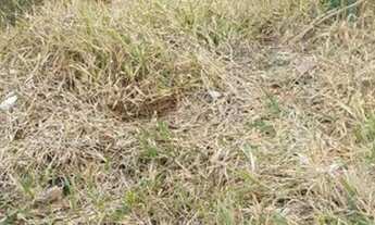 Imagem 2: MAIRINQUE - Terreno Padrão - RENEVILLE