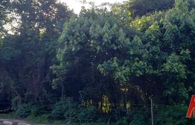 Imagem 6: Área à venda, 9800 m² por R$ 1.100.000,00 - Ribeirão dos Porcos - Atibaia/SP