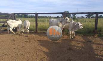 Imagem 7: Fazenda, 4000 hectares - venda por R$ 30.000.000 - Ribeirão Cascalheira/Mato Grosso