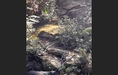 Imagem 3: Chácara de 2 hectares Toda Formada. Localizado no Santo Antônio do Descoberto