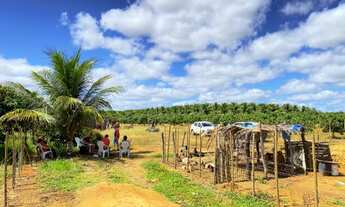 Imagem 5: Fazenda produtiva de Manga e Côco