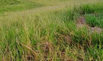 Imagem 2: Vendo ou troco chacara