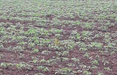 Imagem 6: Fazenda à venda, 105 alqueires por R$ 16.000.000 - Zona Rural Br381 - Careaçu/MG