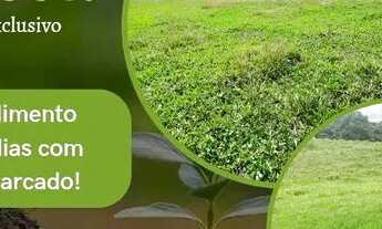 Imagem: TB - Vendo Tenho terreno barato