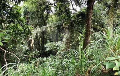 Imagem 5: Lindo terreno na Serra da Cantareira