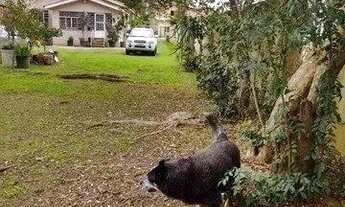 Imagem 2: Excelente casa em Belém Novo na rua Eustáquio Inácio da Silveira próximo ao Colégio Glicér