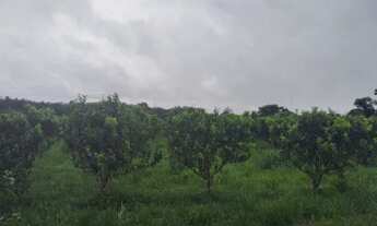 Imagem 5: Fazenda 2.500 x 2.600 na AM 010 km 164 9.000.002,00