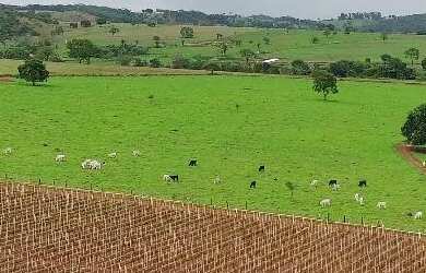 Imagem 2: Fazenda à venda de 82 alqueires em Anápolis-Go