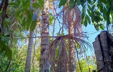 Imagem 2: Sitio a venda Fazenda / sítio com venda por R$350.000