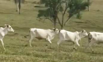 Imagem 5: Fazenda Fazenda / sítio com venda por R$3.400.000