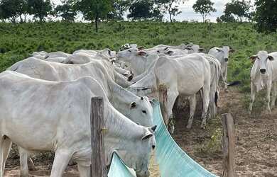 Imagem 5: Fazenda de 150 hectares toda escriturada e em dia, na beira do lago do manso