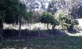 Imagem 6: Chácara em Três Coroas na divisa com São Francisco de Paula