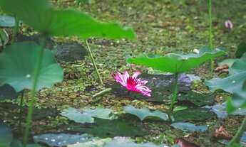 Imagem 3: Terreno 84.000m2 procuro empreendedor. Local Vargem Pequena, RJ