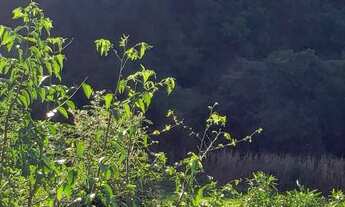 Imagem 3: Vendo 8,4 hectares