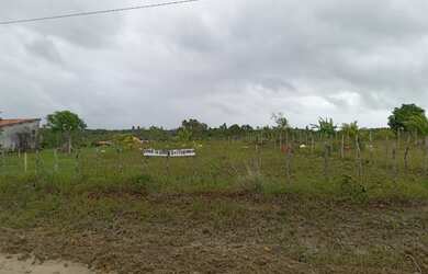 Imagem 2: Lotes em barreiras de jacuruna