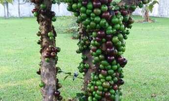 Imagem 3: Apartamento para venda possui 400 metros quadrados com 4 quartos