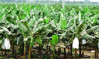 Imagem 5: Fazenda em Guaramirim /SC