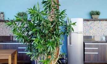 Imagem 4: Apartamento para venda possui 67 metros quadrados com 2 quartos em barreiros