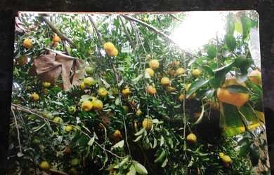 Imagem 7: Chácara em Rosário Oeste, Com 4 hectares, acesso ao rio Manso com tablado flutuante