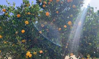 Imagem 5: Vende-se essa belíssima propriedade