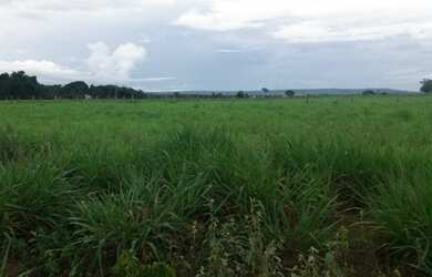 Imagem 3: Fazenda - Pau D'arco (TO