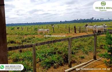Imagem 6: FAZENDA 285 HECTARES TODA FORMADA EM PASTO