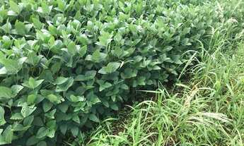 Imagem 3: Fazenda para Venda em Cristianópolis, Zona Rural