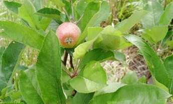 Imagem 4: Chácara Bolsão de segurança