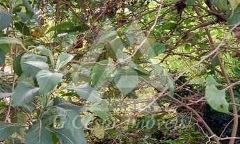 Imagem 3: Terreno em Parque Boa Esperança - Mauá, SP