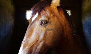 Imagem 12: Maravilhosa propriedade em Salto Itu 7 dormitórios à venda, 18565 m² por R$ 3.000.000 - Sa