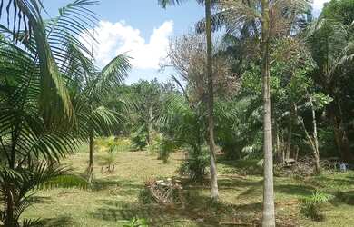 Imagem 7: Vendo sitio em benevides 45 mil